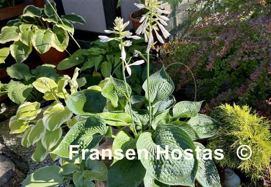 Hosta Kiwi Green Gourd